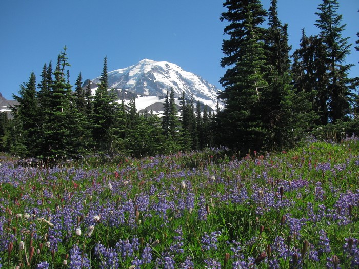Mount Rainier National Park with Wildflowers and Trees