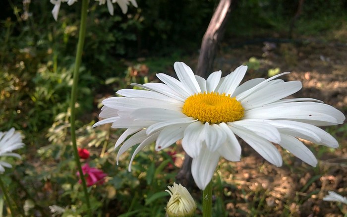 White Daisy Flower with Yellow Center