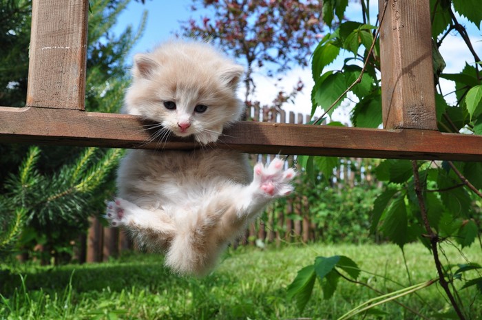 Fluffy kitten hanging from a wooden fence