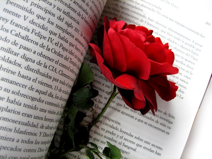 Red rose on an open book
