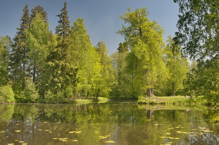 Lake and trees in Russia