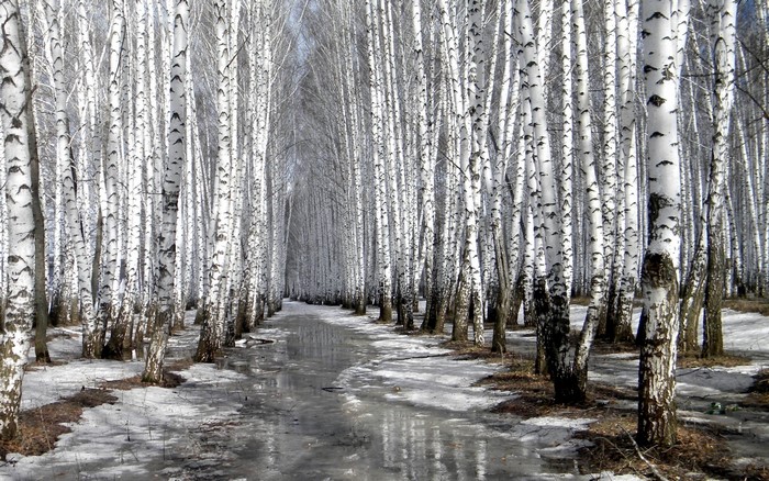 A birch forest with a path covered in ice and snow
