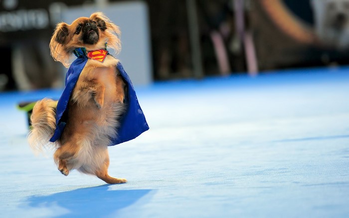 Dog dressed as Superman standing on hind legs