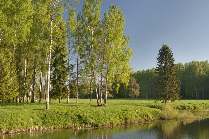 Park with birch and fir trees by the water