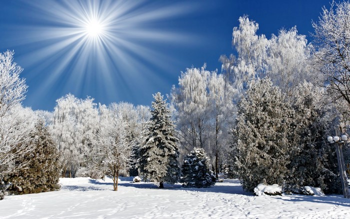 Winter park with snow-covered trees and bright sun