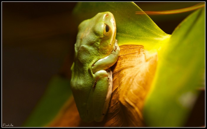 Green frog on a leaf