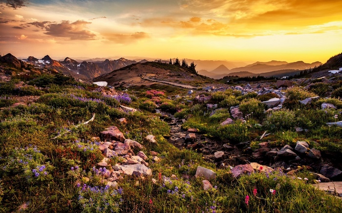 Mountain landscape with wildflowers at sunset