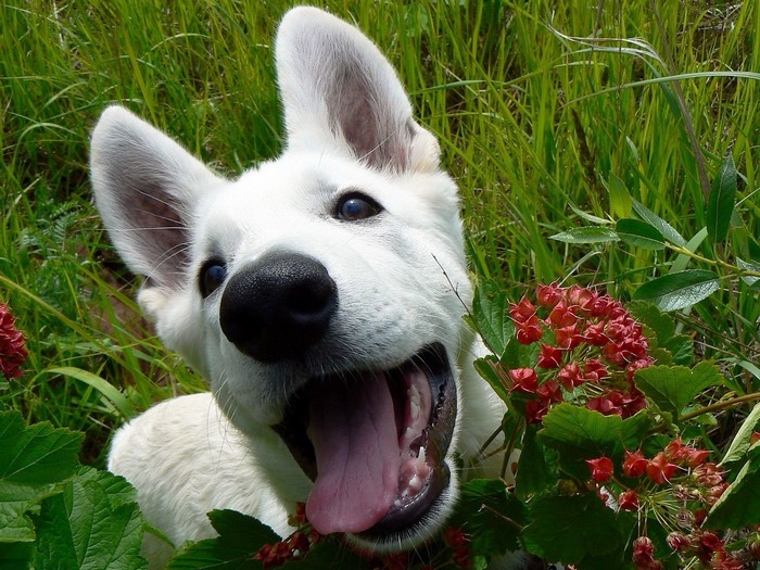 White German Shepherd dog in grass with red berries