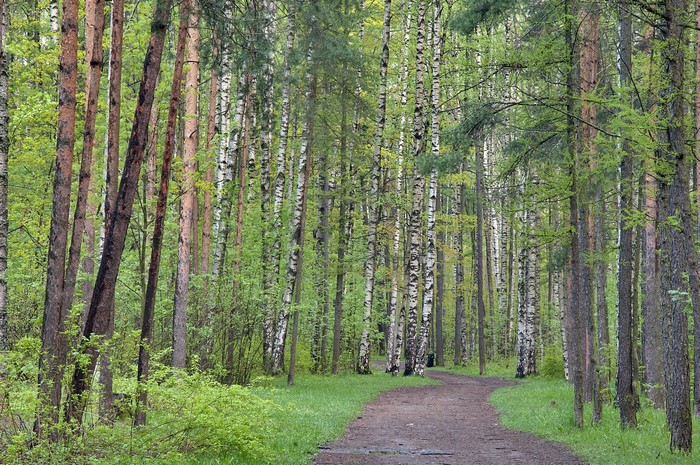 A winding path through a forest with birch and pine trees