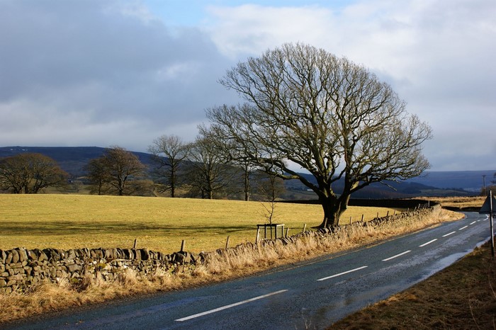 Roadside tree and stone wall in the countryside