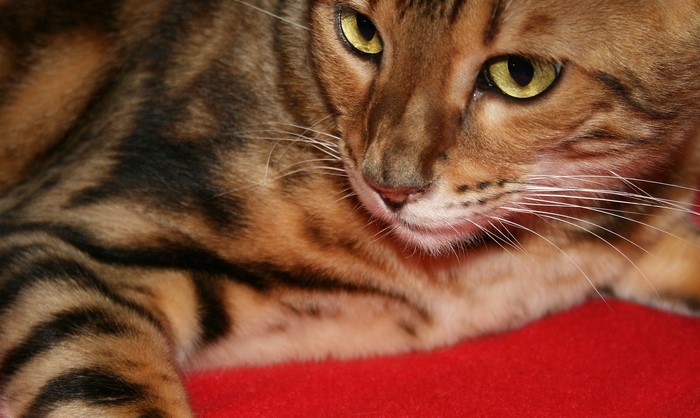 Close-up of a Bengal cat with striking markings
