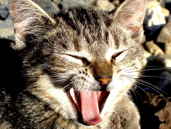 Close-up of a tabby kitten yawning