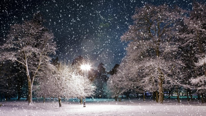 Winter park at night with falling snow