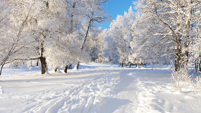 Winter landscape with snow-covered trees and a path