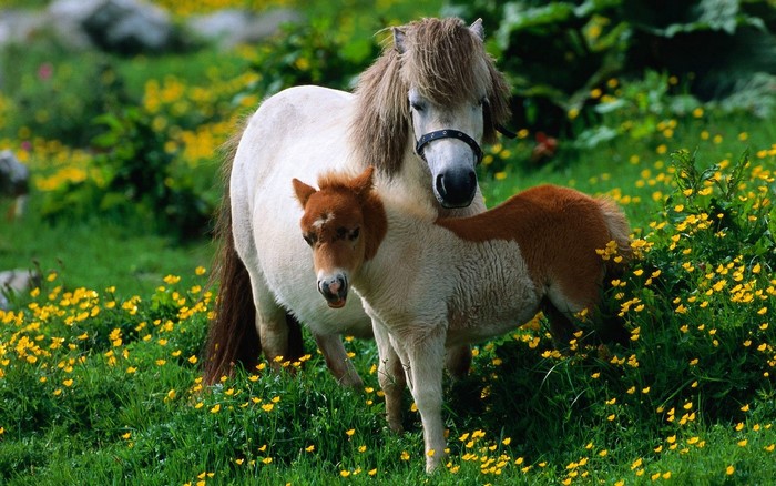 Mother and baby pony in a field of yellow flowers