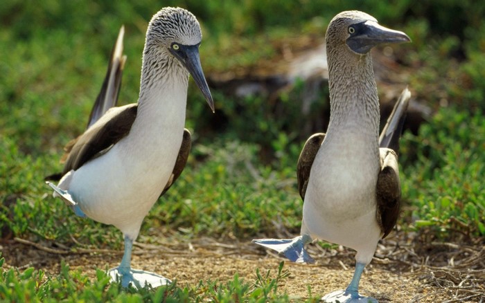 Two Blue-footed Boobies standing on grassy ground