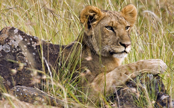 Lion cub resting in tall grass near rocks