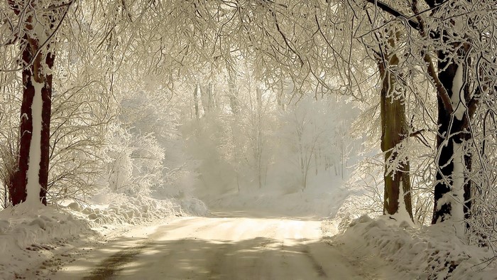 Snowy forest road with trees covered in frost