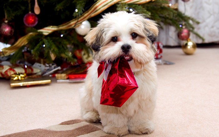 Fluffy dog with red gift bag near Christmas tree