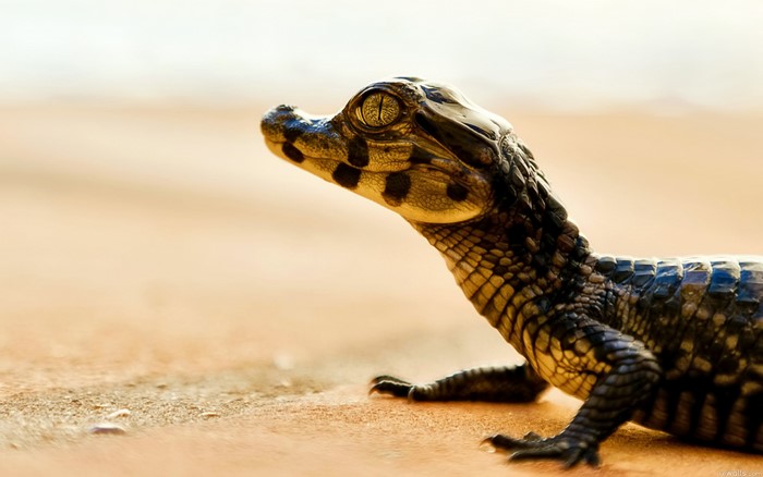 Young crocodile on sandy shore