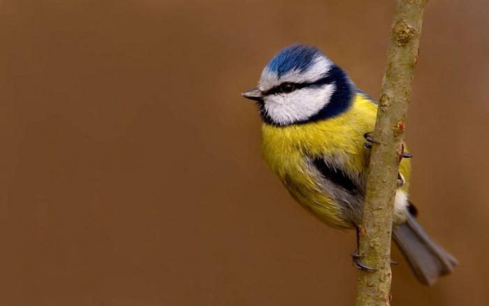 Blue Tit perched on a branch