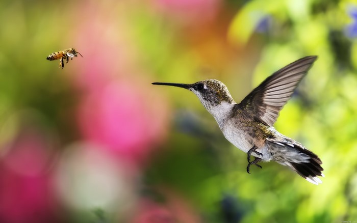 Hummingbird and bee in garden