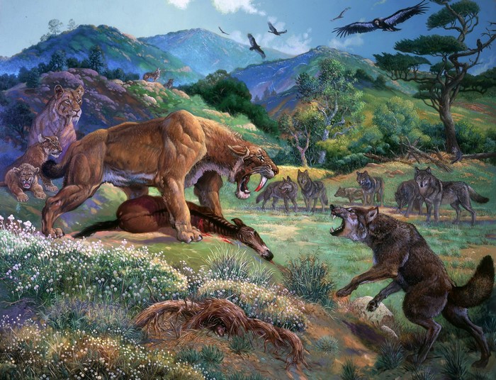 Sabertooth tiger fighting wolves over prey with lions in background