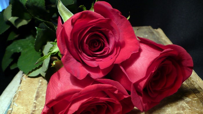 Three red roses on a book