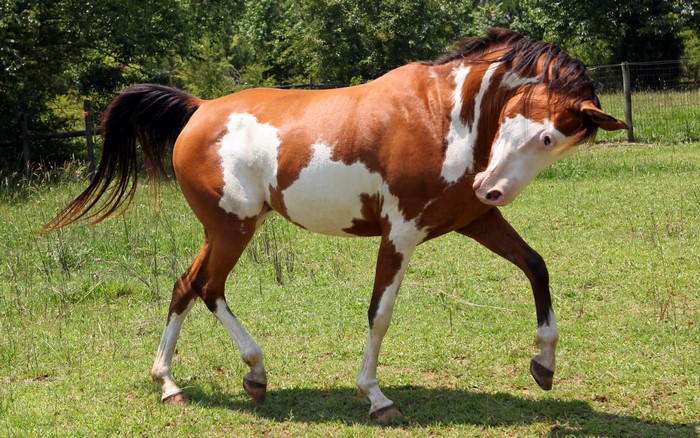 A brown and white paint horse in a grassy field