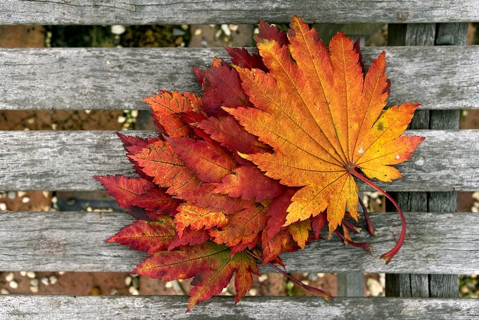 Autumn leaves on a wooden bench