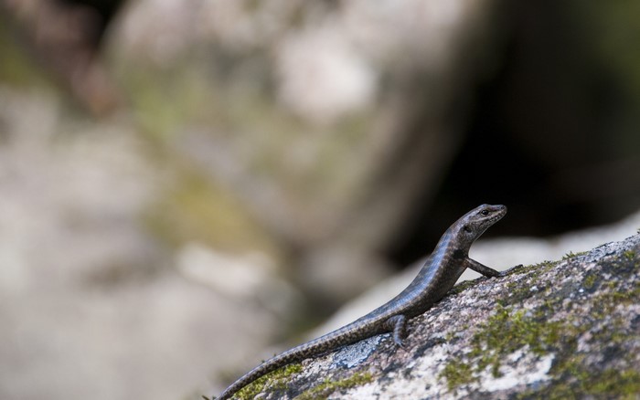 A lizard on a mossy rock