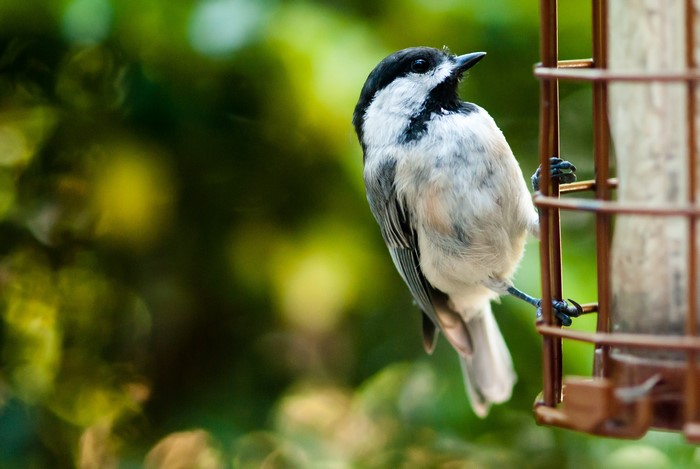 Black-capped chickadee on a bird feeder