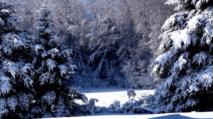 Snow covered trees in a winter forest