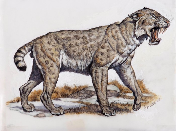 Smilodon Saber-toothed Cat