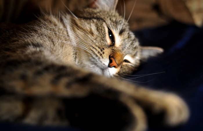 4K tabby cat sleeping