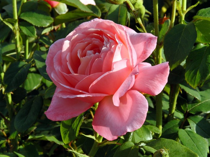 Pink rose in bloom surrounded by green leaves