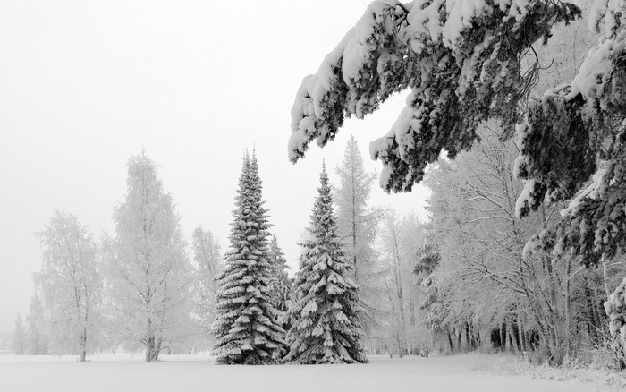 Snow covered trees in a winter forest