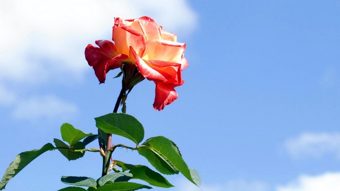 Red and yellow rose against blue sky