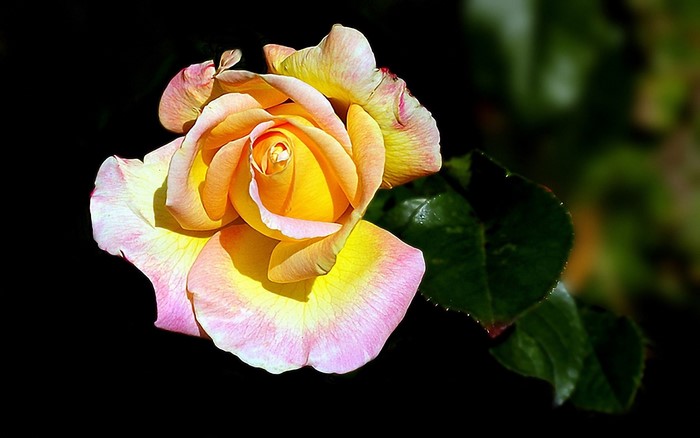 Yellow and pink rose with dark background