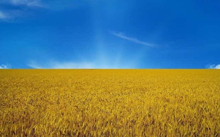 Golden wheat field under a bright blue sky