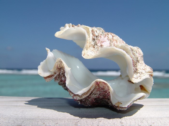 Seashell on a wooden surface with ocean background
