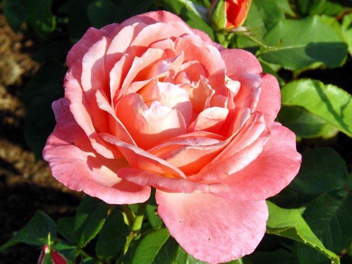 Close-up of a pink rose in bloom