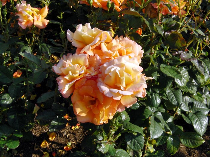 Cluster of orange and yellow roses