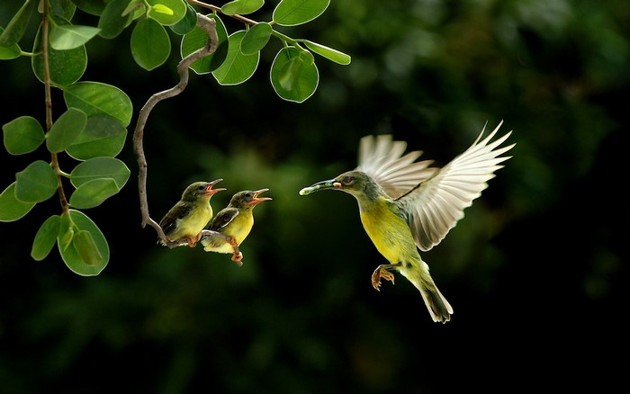 Mother bird feeding chicks on a branch