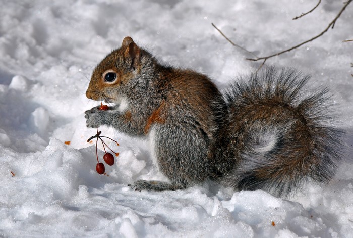 Squirrel eating berries in the snow