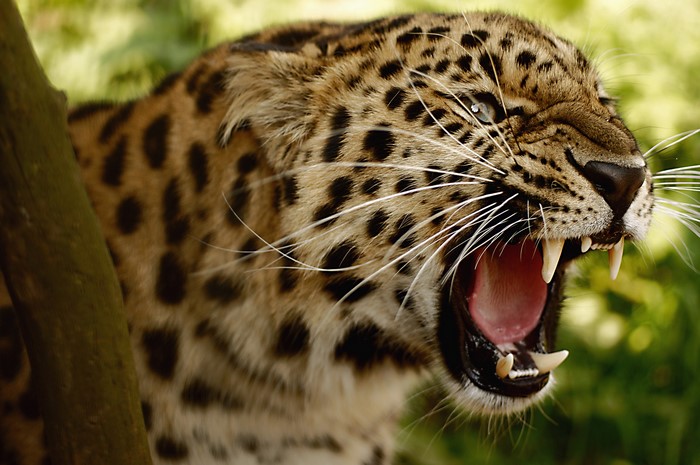 Leopard roaring with mouth open