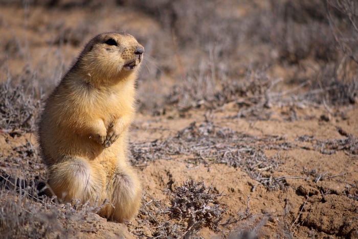 Rodent standing on hind legs in dry terrain