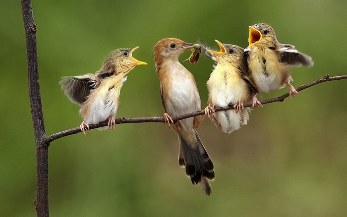 Mother bird feeding her chicks on a branch