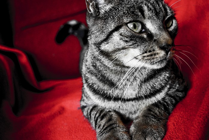Tabby cat on a red surface