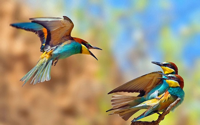 Three colorful European bee-eater birds